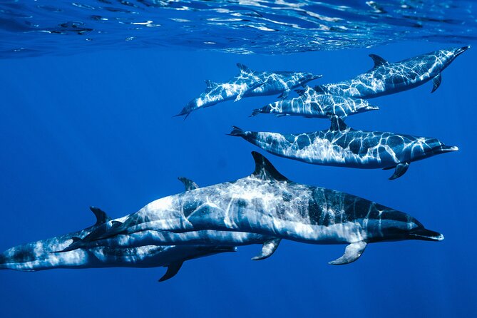 Swim with Dolphins Catamaran with Waterslide & Lunch on Oahu - Why this Oahu catamaran feels different than a basic snorkel trip