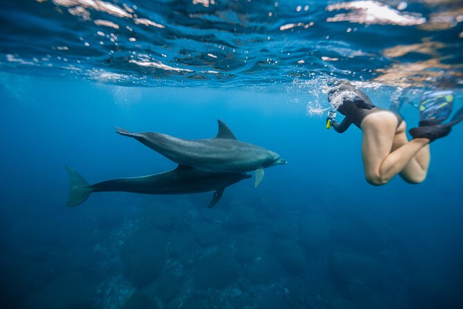 Swim With Dolphins & Turtles in West Oahu (Semi-Private Tours) - Key things I’d zero in on