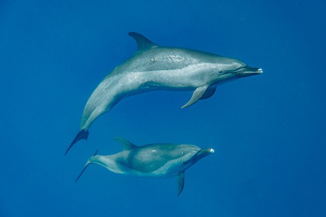 Swim With Dolphins & Turtles in West Oahu (Semi-Private Tours) - West Oahu is where the ocean drama happens