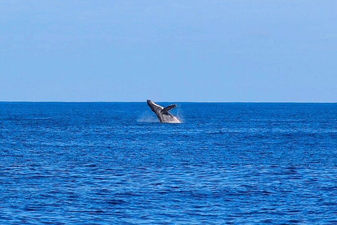 Swim With Dolphins & Turtles in West Oahu (Semi-Private Tours) - Swimming with dolphins: what to expect when it’s time to get in