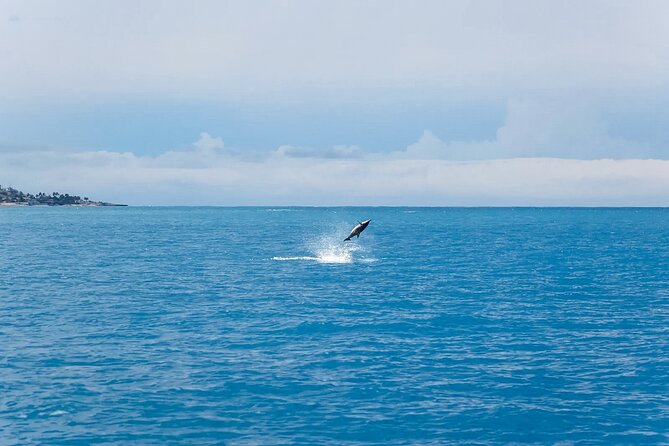 Swim With Dolphins & Turtles in West Oahu (Semi-Private Tours) - The photo and video reality (and how not to get burned)