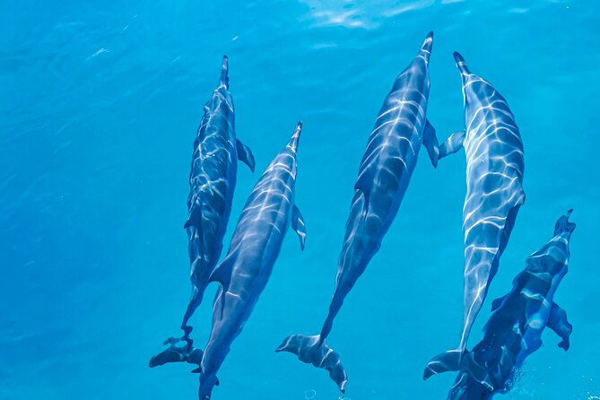 Swim With Dolphins & Turtles in West Oahu (Semi-Private Tours) - Price and value: does $200 make sense?