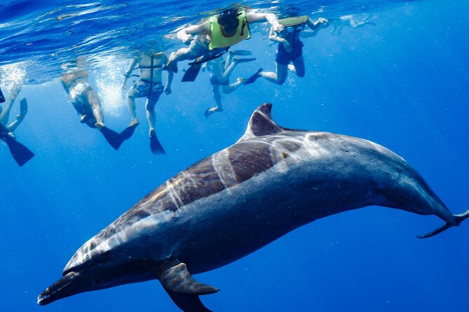 Swimming with Wild Dolphins Speedboat Adventure on Oahu - Key things to know before you go