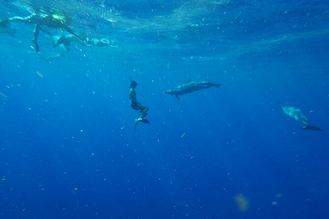 Swimming with Wild Dolphins Speedboat Adventure on Oahu - Stop One in Waianae: The Zodiac Swim With Wild Dolphins