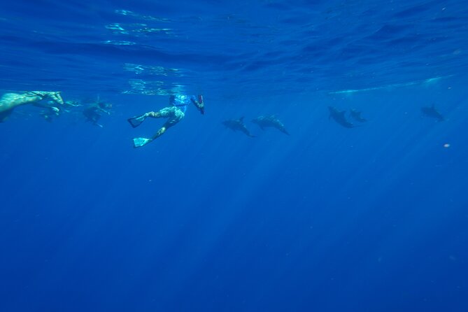 Swimming with Wild Dolphins Speedboat Adventure on Oahu - Stop Three on Oahu’s West Side: Whales (Seasonal) and Reef Time for Turtles