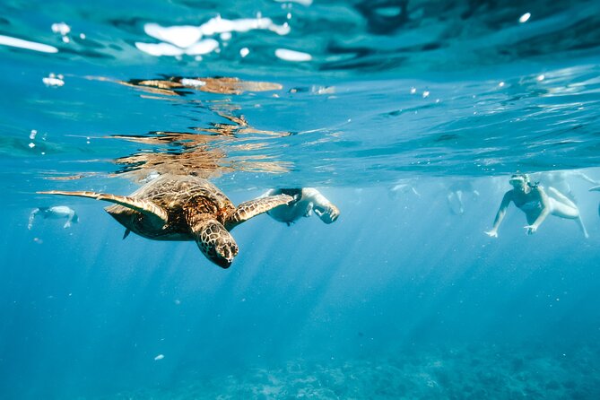 Swimming with Wild Dolphins Speedboat Adventure on Oahu - What You Really Get Included (Snorkel Gear, Drinks, Lunch, and Water)