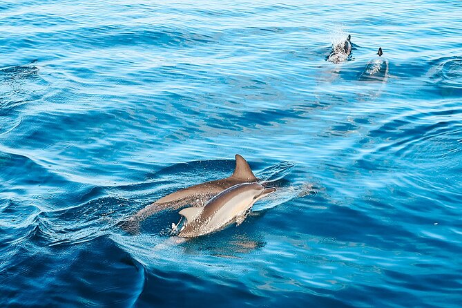 Swimming with Wild Dolphins Speedboat Adventure on Oahu - Group Size: Why Max 19 Travelers Feels Better Offshore