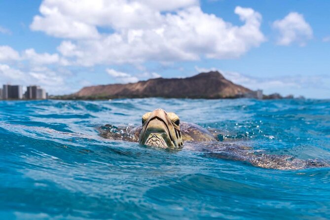Turtle Canyon Snorkel Adventure - Small Group 6 Passengers - Turtle Canyon underwater time: how the guided approach improves your odds