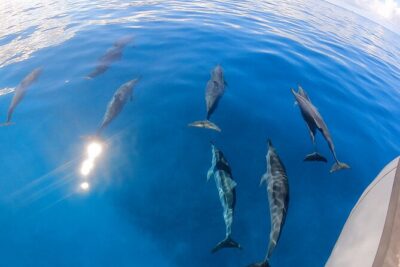 Turtle Canyon Snorkel: Semi Private Boat Tour - Getting oriented at Waikiki: the first hour is more than a warm-up