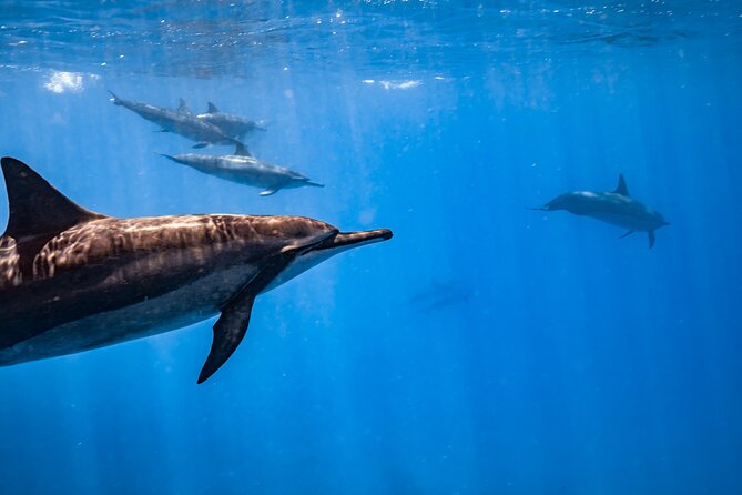Turtle Canyon Snorkel: Semi Private Boat Tour - More wildlife than turtles: dolphins, monk seals, and reef fish