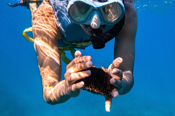 Turtle Canyon Snorkel: Semi Private Boat Tour - Gear, flotation, and safety: what to expect in the water