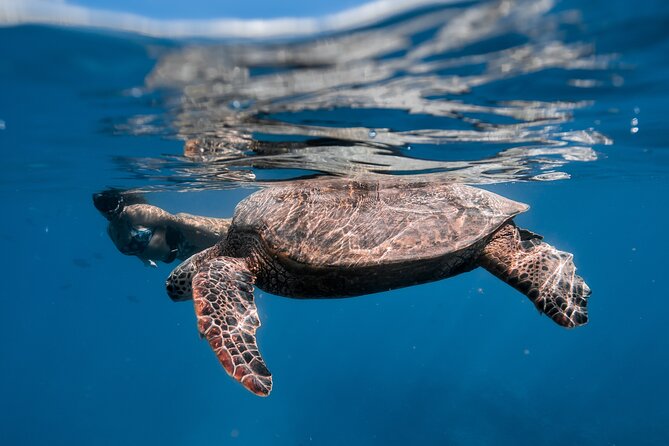 Turtle Canyon Snorkel: Semi Private Boat Tour - Crowds at the canyon: semi-private still meets real ocean traffic
