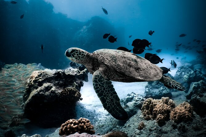 Turtle Canyon Snorkel Tour - Semi-private: 6 passenger max - The six-person boat that makes Turtle Canyon feel calm