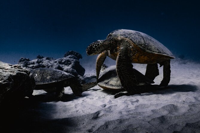 Turtle Canyon Snorkel Tour - Semi-private: 6 passenger max - Turtle Canyon snorkel: how the guide helps you spot turtles fast