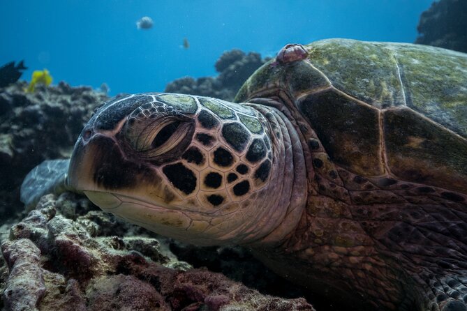 Turtle Canyon Waikiki Snorkel Adventure - A 10:30 am start that actually works: Ala Moana to the reef