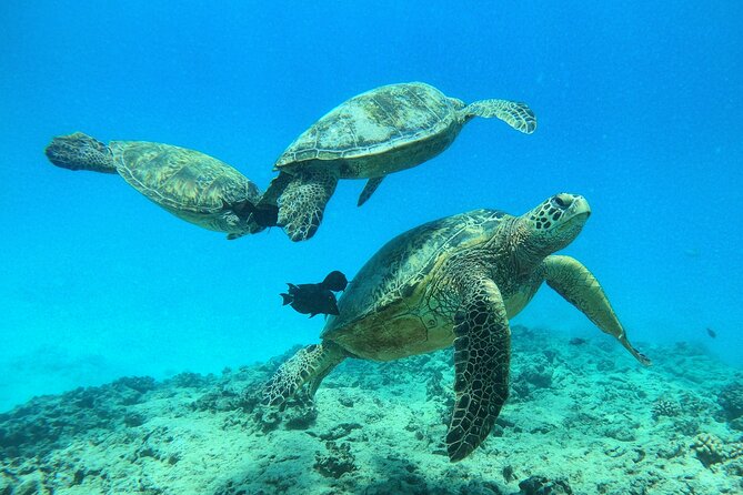 Turtle Canyon Waikiki Snorkel Adventure - The guide makes the difference: names that kept showing up