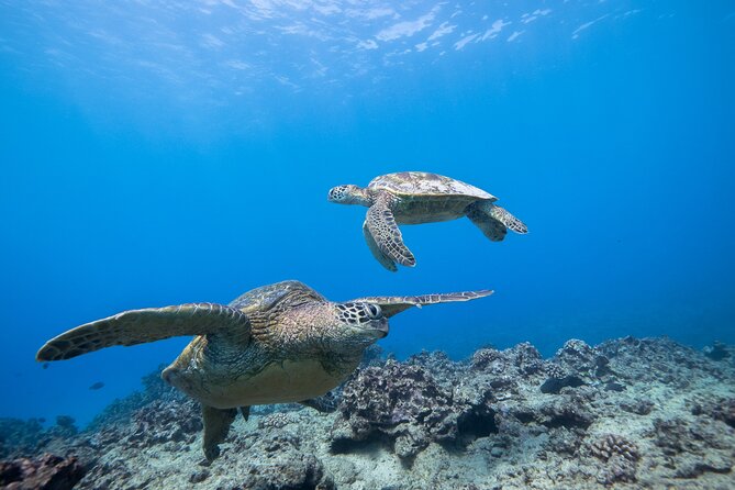 Turtle Canyon Waikiki Snorkel Adventure - Crowds and sharing the ocean: why Waikiki can feel packed