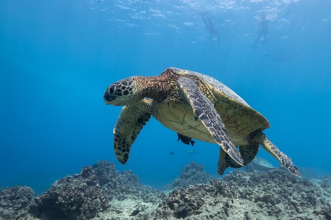 Turtle Canyon Waikiki Snorkel Adventure - Non-swimmers: how to still enjoy the day