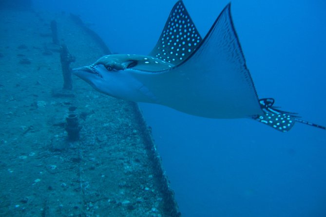 Waikiki 2 Tank World Class Wreck SCUBA Diving - Certified Only - Who this fits best (and who should skip it)