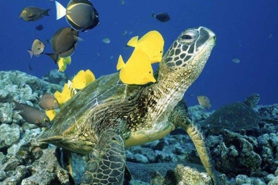 Waikiki Beach: Turtle Snorkeling and Sailing on Hāwea - Where you meet the Hawea, and why high tide can change the plan