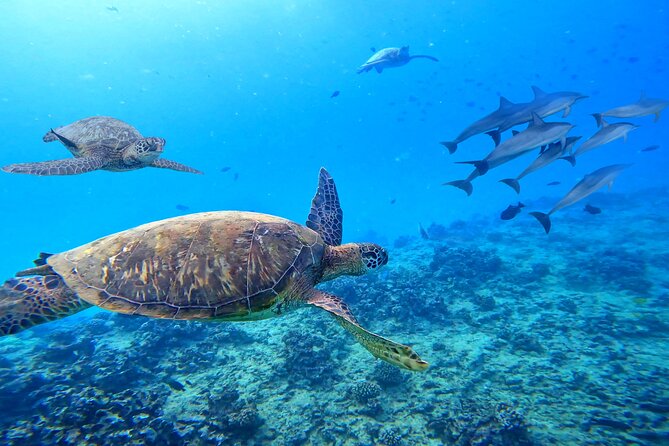 Waikiki Catamaran Escape: Snorkel with Turtles & Water Sports Fun - The 6-in-1 Deluxe Package: More Than One Water Sport
