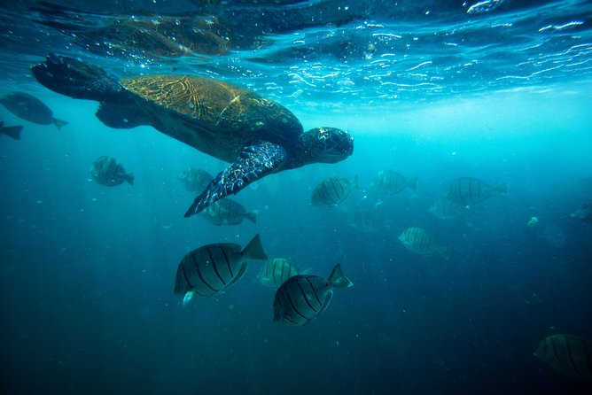 Waikiki Catamaran Snorkel Sail with Lunch: Turtles Guaranteed - Turtle Canyon is the star of the Waikiki sail