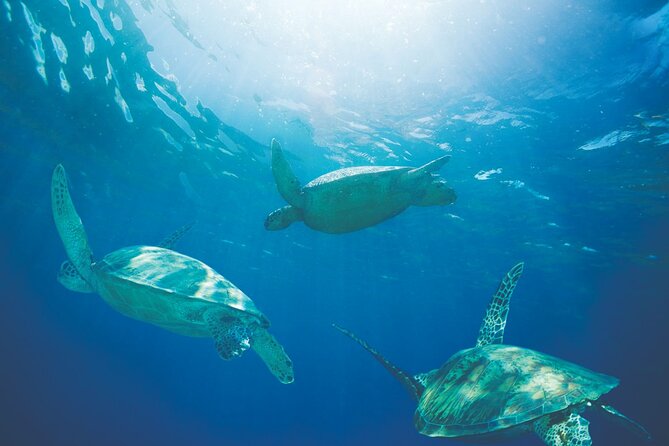 Waikiki Catamaran Snorkel Sail with Lunch: Turtles Guaranteed - Snorkeling with turtles: how to improve your odds