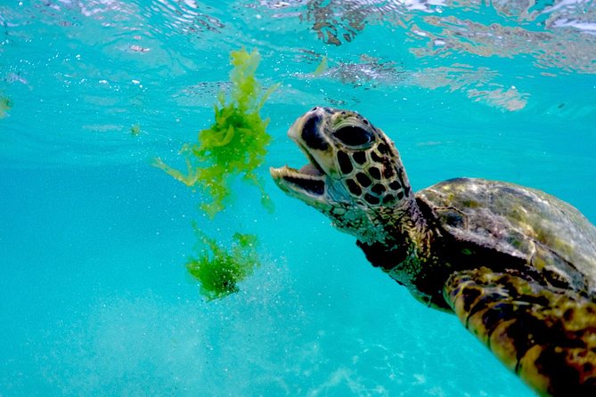 Waikiki Catamaran Snorkel Sail with Lunch: Turtles Guaranteed - Price and value: does $134.95 make sense?
