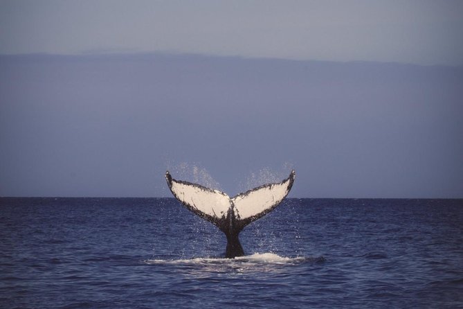 Waikiki Deluxe Catamaran Whale Watch - 2) Where You Start Matters: Kewalo Basin to the Whale-Spotting Zone