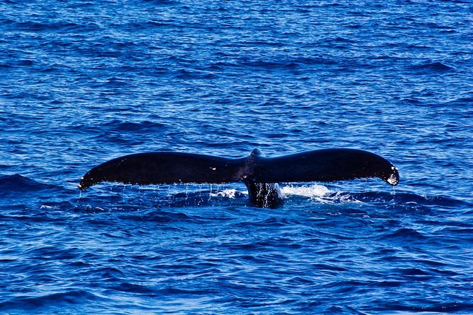 Waikiki Deluxe Catamaran Whale Watch - 4) The Big Value Lever: Guaranteed Sightings and the Re-ride Plan