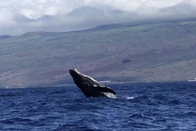 Waikiki Deluxe Catamaran Whale Watch - 3) The Humpback Hunt: What the Crew Looks For