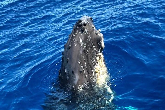 Waikiki Deluxe Catamaran Whale Watch - 5) Food and Drinks: Pack Lunch or Rely on the Snacks