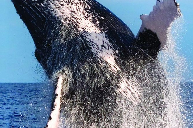 Waikiki Deluxe Catamaran Whale Watch - 7) Weather and Whale Luck: What to Wear and How to Stay Ready