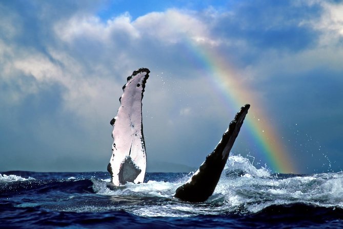 Waikiki Deluxe Catamaran Whale Watch - 8) How to Maximize Your Odds Without Stressing Yourself Out