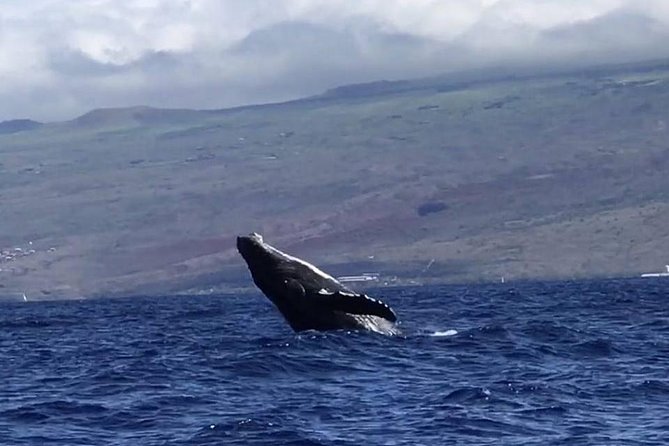 Waikiki Deluxe Catamaran Whale Watch - 3) The Humpback Hunt: What the Crew Looks For