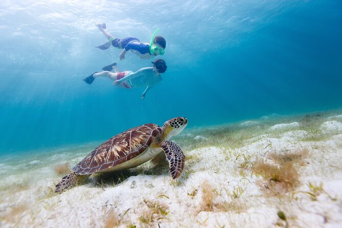 Waikiki Green Sea Turtle Snorkeling Tour - Boat Excursion - Why Turtle Canyon Is the Real Reason to Book