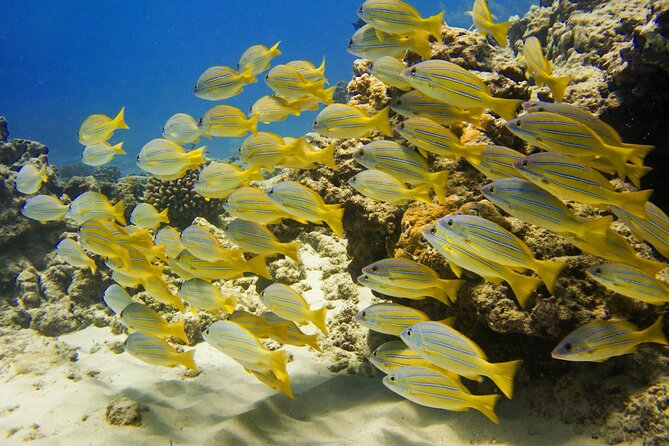 Waikiki, Hawaii: Deluxe Snorkel and Wildlife Cruise - Food, drinks, and the right kind of break