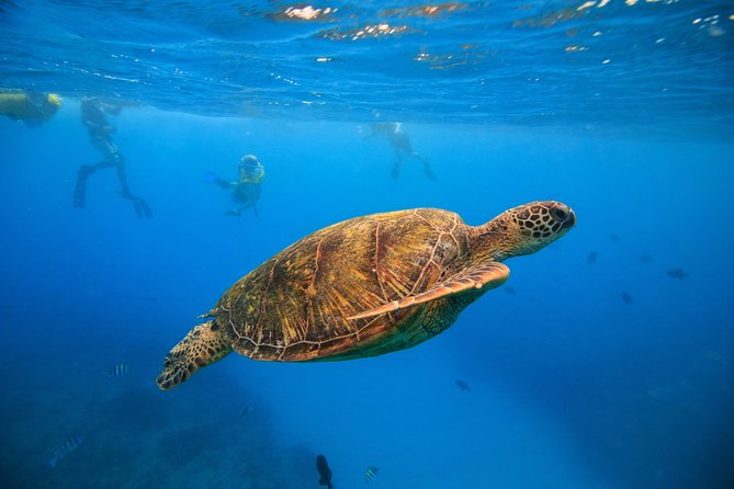 Waikiki, Hawaii: Turtle Canyon Snorkel Excursion - Key highlights worth knowing