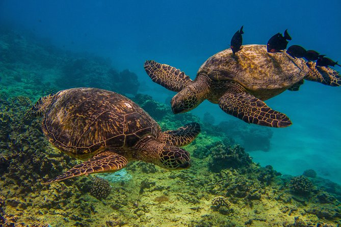Waikiki, Hawaii: Turtle Canyon Snorkel Excursion - Why Turtle Canyon snorkeling from Waikiki is such a solid idea
