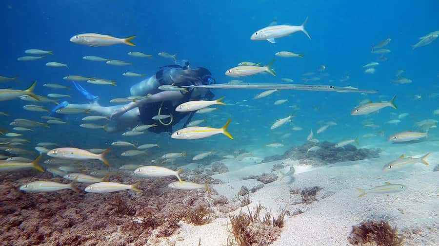 Waikiki: Honolulu Beginner Scuba Diving with Videos - The lesson structure: Briefing, shallow practice, then a guided underwater swim