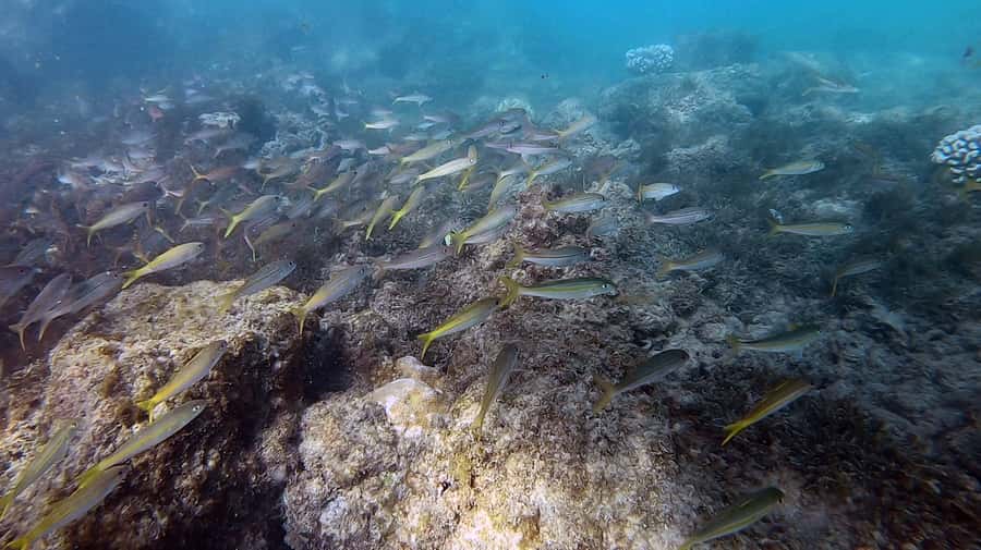 Waikiki: Honolulu Beginner Scuba Diving with Videos - Meeting point and timing: Arrive early and plan to self-manage