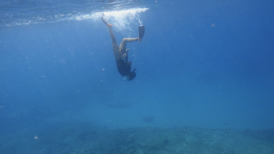 Waikiki: Honolulu Beginner Snorkeling Tour with Videos - What You’ll Likely See: Fish, Coral, Sea Life, and Small Surprises
