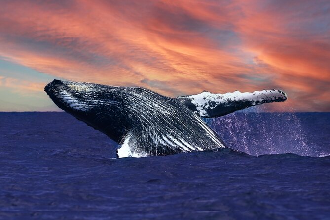 Waikiki, Oahu 2-Hour Whale Watching: Guaranteed Sightings - Key highlights worth planning around