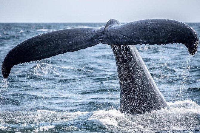 Waikiki, Oahu 2-Hour Whale Watching: Guaranteed Sightings - Why a Waikiki Winter Whale Watch Feels Different