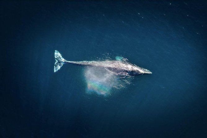 Waikiki, Oahu 2-Hour Whale Watching: Guaranteed Sightings - Comfort and best tips for watching from a moving boat