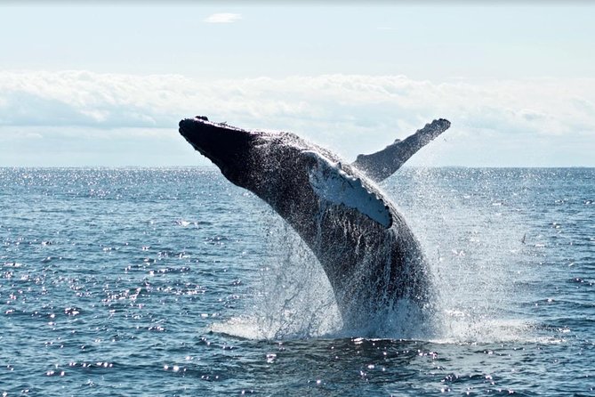 Waikiki, Oahu 2-Hour Whale Watching: Guaranteed Sightings - Who this whale watching tour suits best