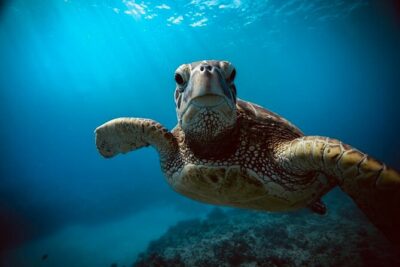 Waikiki small group turtle snorkeling & sailing - Turtle Canyon snorkeling: sea turtles, fish, and that “we’re alone” feeling
