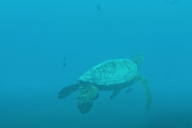 Waikiki Snorkel Tour - Practical Tips That Improve Your Chances of Seeing Turtles