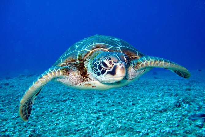 Waikiki: Turtle Canyon Snorkel - Why Turtle Canyon Works So Well From Waikiki