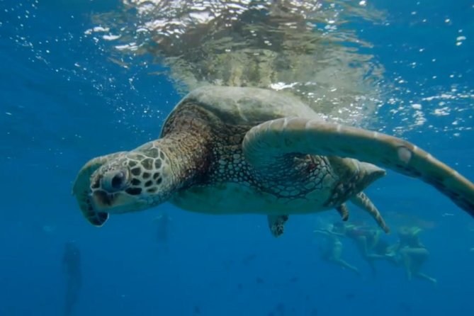 Waikiki: Turtle Canyon Snorkel - Who This Tour Fits Best (And Who Should Rethink It)